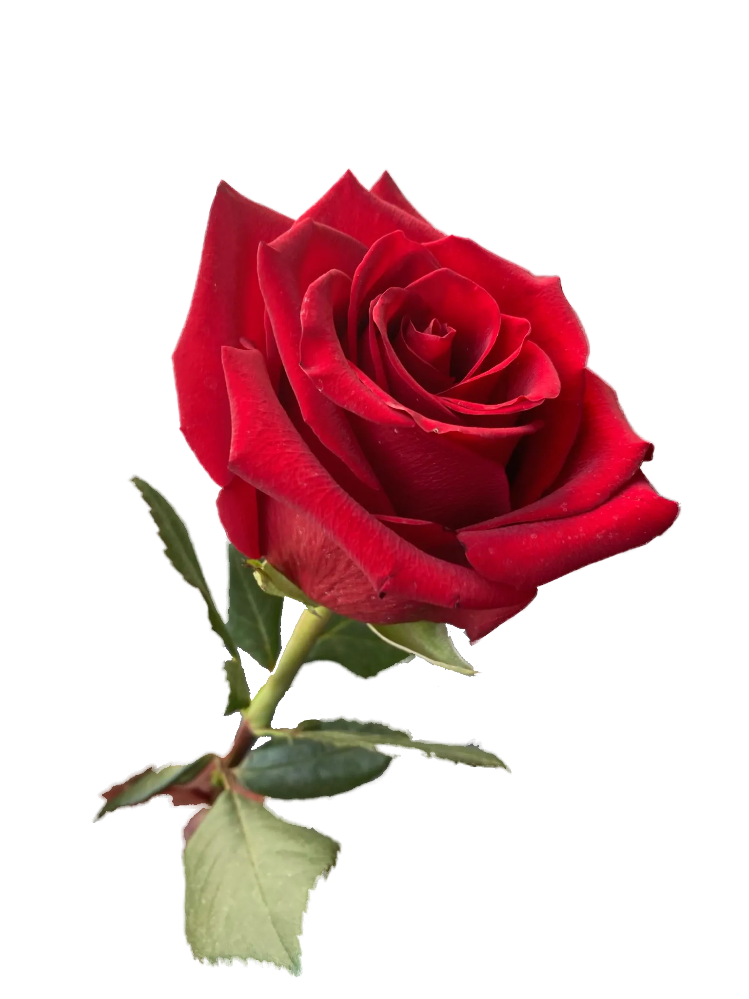 断崎あき元データ